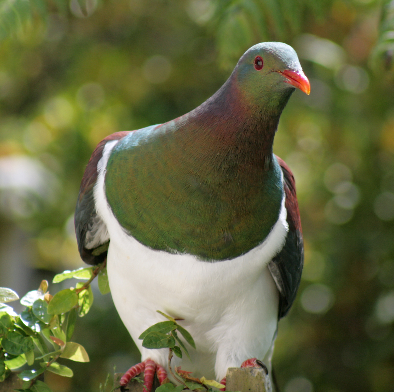 New Zealand Pigeon (Kereru or Kukupa) New Zealand Pigeon (Kereru or Kukupa)